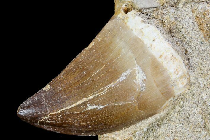 Mosasaur (Prognathodon) Tooth In Rock - Nice Tooth #105831